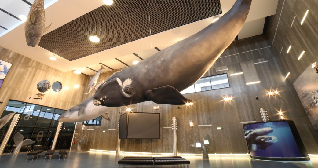 museu-da-baleia